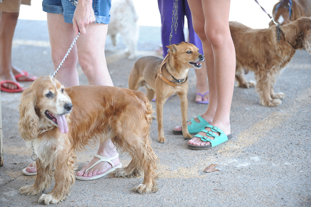 Na imagem, várias pessoas aparecem em pé, da cintura para baixo, segurando seus cães por guias em uma área externa pavimentada. Em primeiro plano e ligeiramente à esquerda, um cão de pelagem longa e dourada, semelhante a um Cocker Spaniel, está em pé de perfil com a língua para fora, enquanto a pessoa ao lado calça chinelos brancos. Logo atrás, no centro, um cão menor de pelagem curta e caramelo usa um peitoral marrom e olha atentamente para a direita, próximo a alguém que calça sandálias turquesa. Mais ao fundo, à direita, outro cão de pelagem longa e dourada é visível em meio às pernas das outras pessoas que aguardam no local.