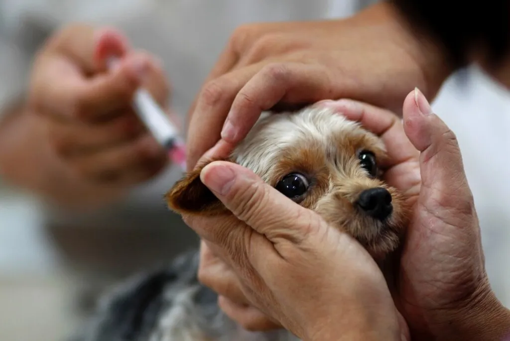 Cachorrinho sendo vacinado enquanto é segurado pelo tutor