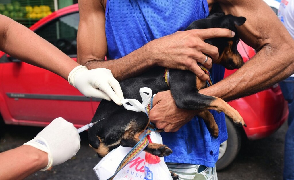 Na imagem vemos um homem de regata azul segurando firmemente nos braços um cachorro de pequeno porte, de pelagem preta e canela, semelhante a um Pinscher. O cão está sendo vacinado na parte traseira por um profissional de saúde, do qual aparecem apenas as mãos usando luvas brancas de procedimento, manuseando uma seringa. Ao fundo, um carro vermelho está estacionado na rua, completando o cenário externo da ação de imunização animal.
