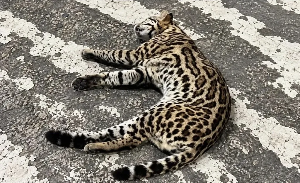 Jaguatirica morre após ser atropelada em Jundiaí; animal estava amamentando