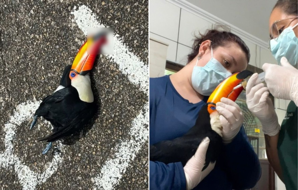 Tucano ferido em atropelamento no Centro de Jundiaí é resgatado e recebe tratamento veterinário