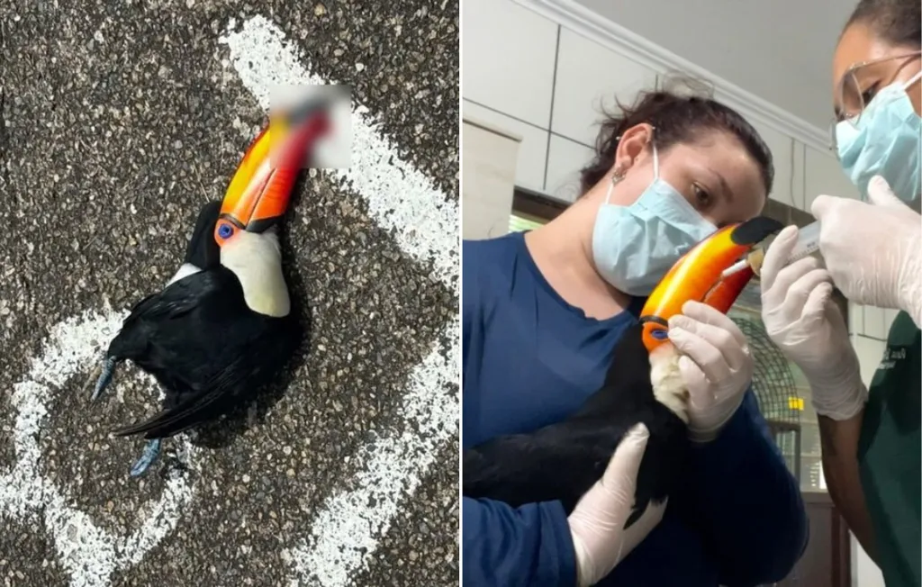 Tucano ferido em atropelamento no Centro de Jundiaí é resgatado e recebe tratamento veterinário