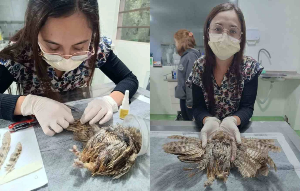 Corujinha-do-mato recebe transplante de penas em Jundiaí e pode voltar à natureza