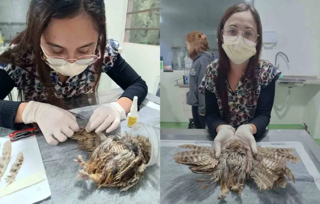 Corujinha-do-mato recebe transplante de penas em Jundiaí e pode voltar à natureza