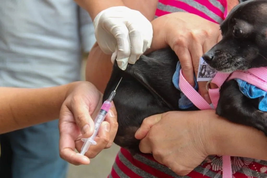 Cachorro no colo da dona enquanto é vacinado por um veterinário