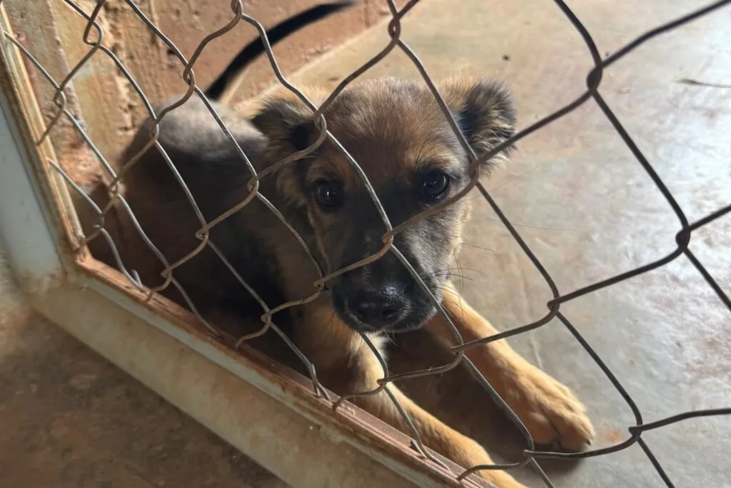Imagem de um filhote de cachorro atrás de uma cerca