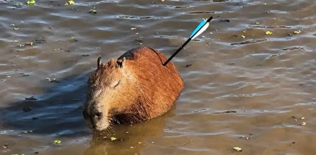 Capivara é vítima de crueldade animal e morre após ataque com flecha em São Paulo