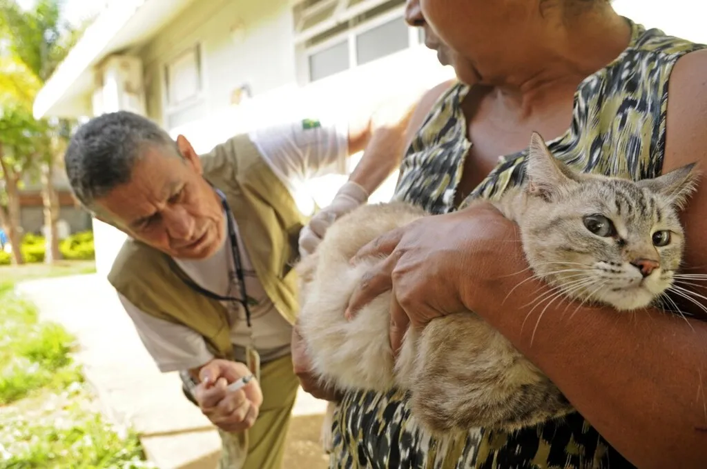 Gato sendo vacinado enquanto é segurado pela tutora