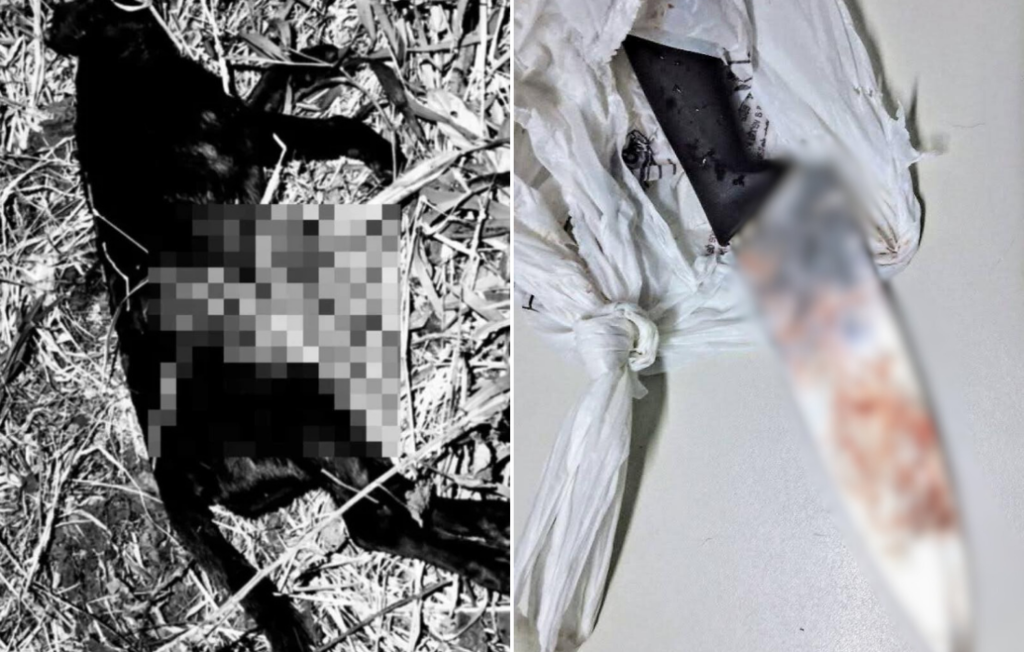 Duas imagens justapostas apresentam evidências de um possível crime de maus-tratos a animais: à esquerda, em preto e branco, o corpo de um gato preto caído sobre vegetação seca com uma área pixelizada ocultando ferimentos; à direita, uma faca de cabo preto com a lâmina manchada é exibida ao lado de uma sacola plástica branca amarrada, sugerindo o objeto utilizado no ato.